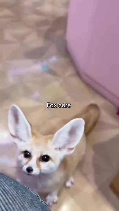 Yay so cute foxxo
