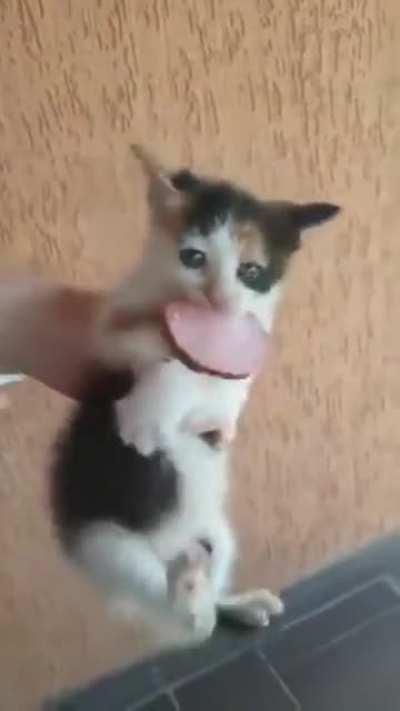 Kitten has gotten a hold of a slice of salami and decided it's worth fighting to keep