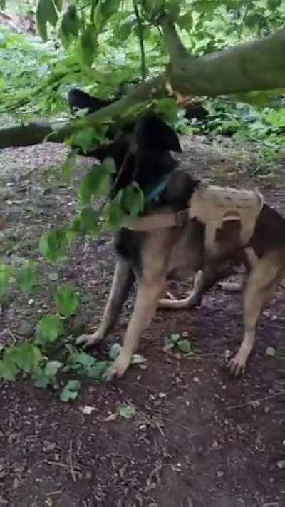 Enjoy with the volume on to get the full experience of when Diego cant get the stick he wants