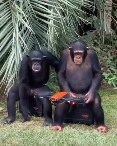 Chimps flying a drone