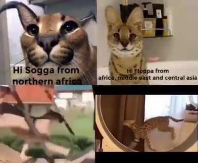 Flopa and sogga funjy wheel