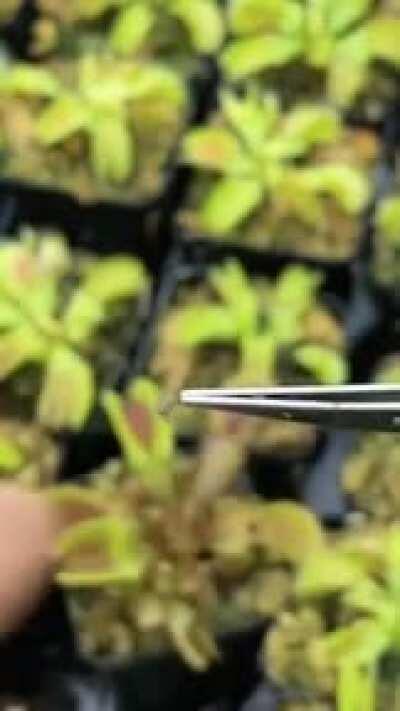 Tables turned on mosquito pretty quickly.