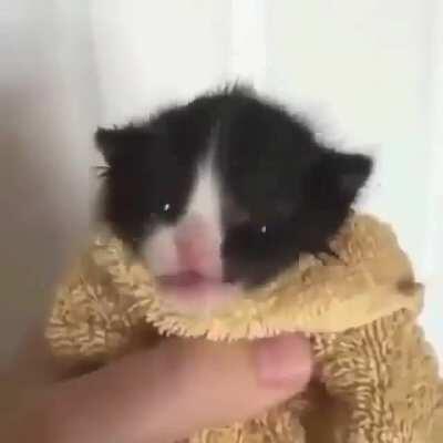 Cat sing?????? 😠😠😠