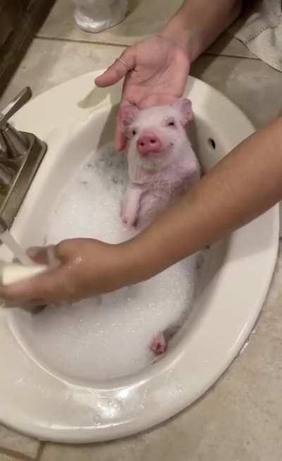 Cute little pig takes a bath