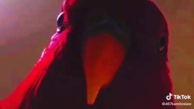 Spreading Birb Love: Day 18