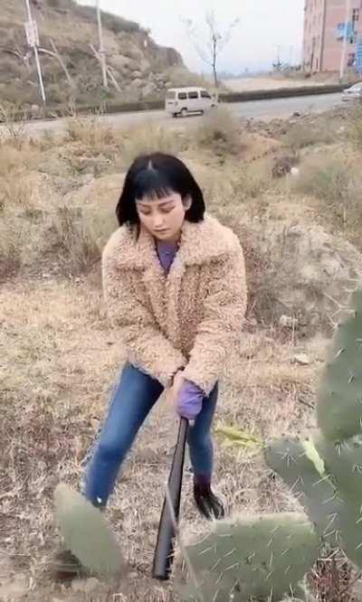 La venganza del nopal