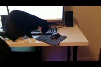 Our cat is still learning how to catch a mouse