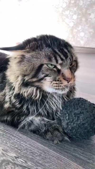 The cat got the better of the dog