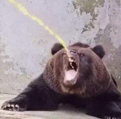 cursed_ bear drinking pee