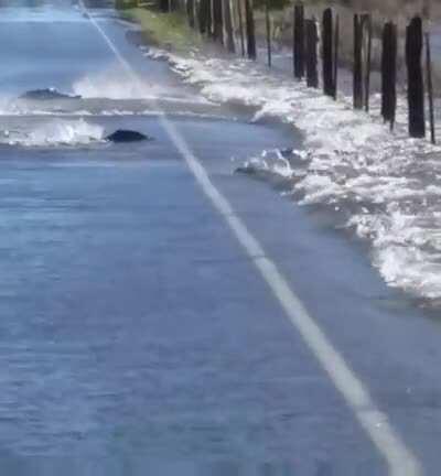 Salmon swimming across a flooded road
