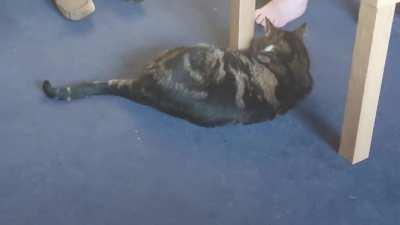 Oliver scared by his own tail