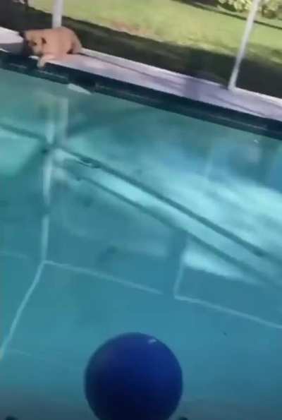 Porkchop never learned how to swim eh?