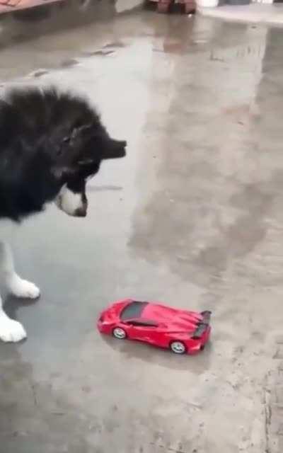 He’s alright, just a little startled