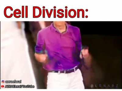 Cell Division in brief