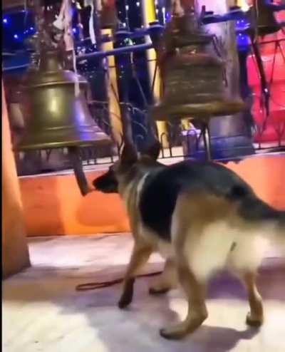 The bell boy, or hunchback of Norte Canine.