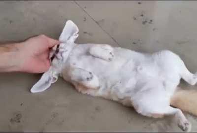 Fennec.exe has crashed