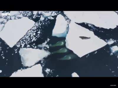 Orcas are scary smart