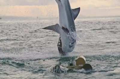 🔥 White sharks breaching at Mossel Bay will never get old 🔥