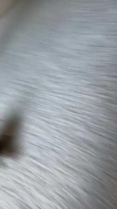 AnCiEnT DiNoSaUr BiTeS fOoT OfF!