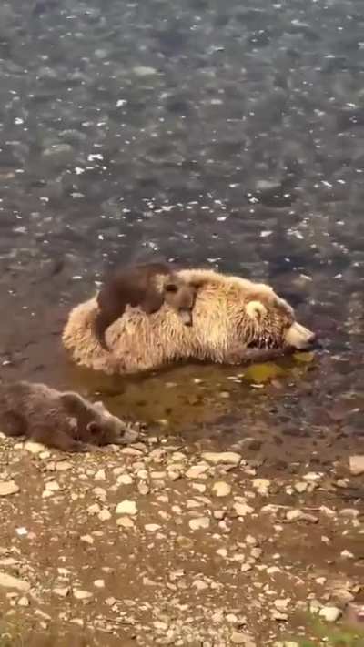 This place needs more baby Bears