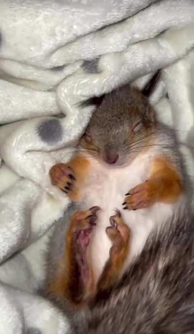 Squirrel taking a powerful nap