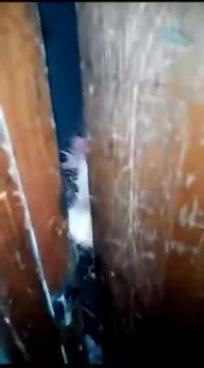 Rabid fox wants to get inside