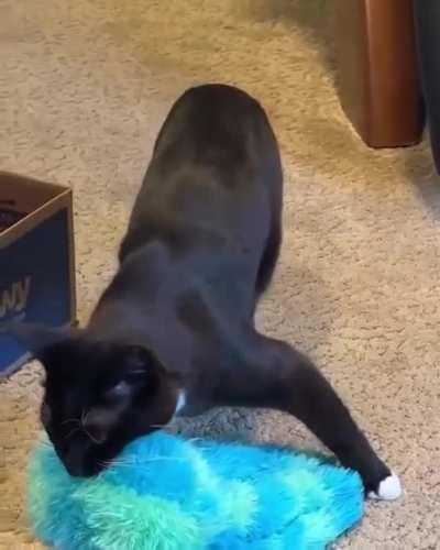 Panther catches huge jellyfish