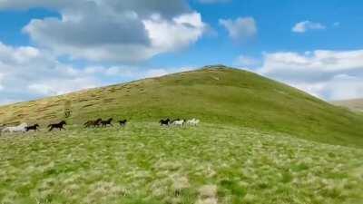 Wild horses galloping on mountain Pelister in Macedonia