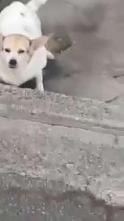 Um cachorro rebaixado pra alegrar seu dia