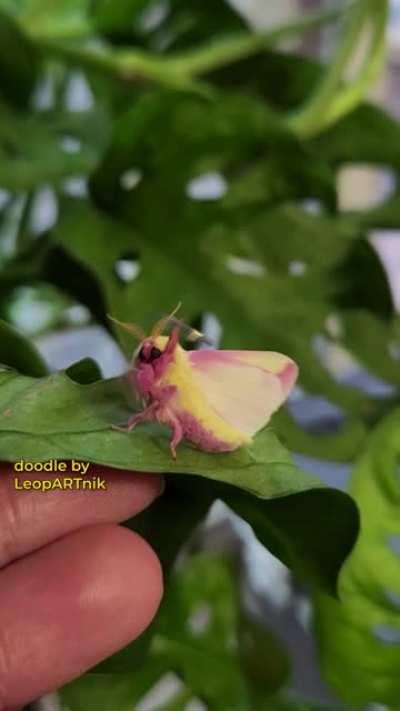 🥋 MASTER WOOH 🥋 (Sound On 🔈🔉🔊)