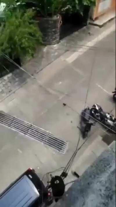 Master Splinter has left the building