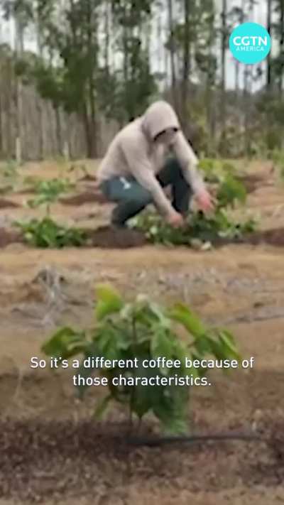 Move over Kopi Luwak, Brazilian bird-poop is drip dropping now!