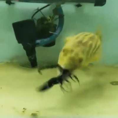 Fahaka puffer feeding