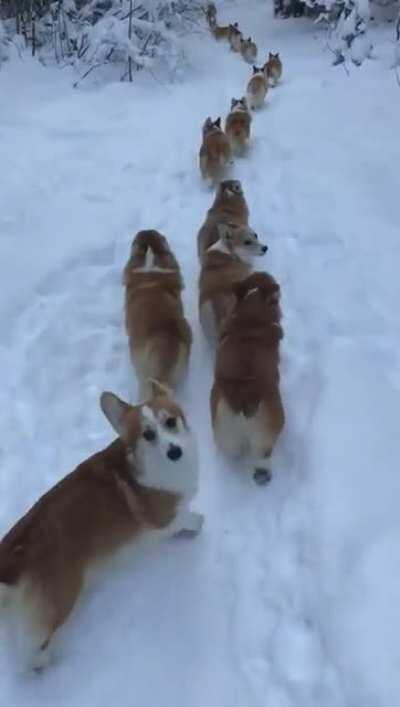 Corgis march single file to conceal their numbers from the enemy