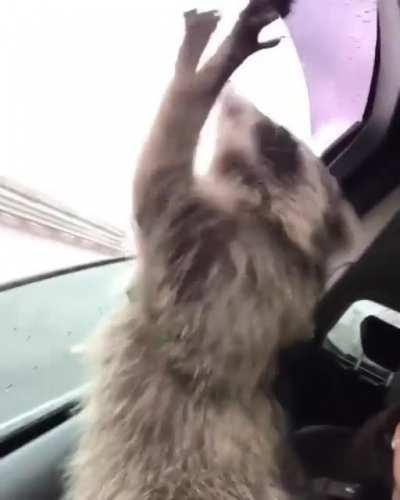 StRaNgE DoGgO BeInG AbDuCtEd bY PsYcHo KiDnApPeR sCrEaMiNg fOr HeLp