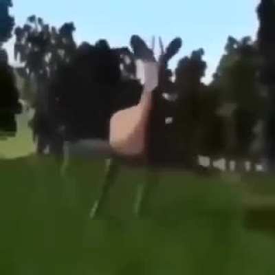 deer_funny.3gp