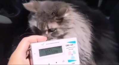 CATS ARE RADIOACTIVE AND WILL KILL YOU CATS ARE RADIOACTIVE AND WILL KILL YOU CATS ARE RADIOACTIVE AND WILL KILL YOU CATS ARE RADIOACTIVE AND WILL KILL YOU 