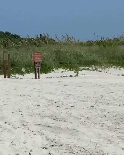 Just trying to enjoy a nice day at the beach and thieves steal your lunch.