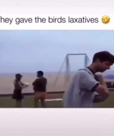 Kids give laxatives to seagulls and watch the birds poo on everyone