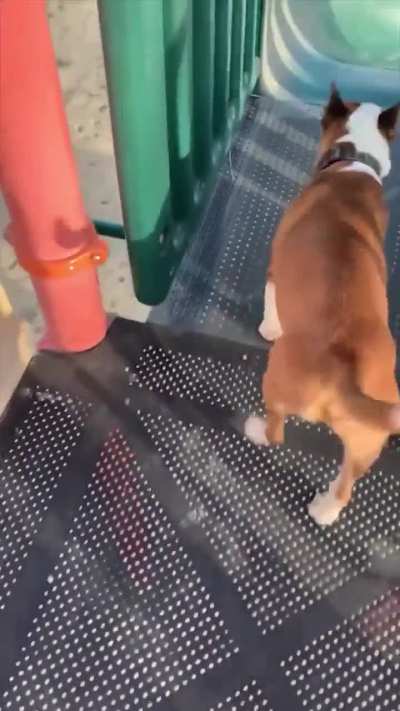 That one dog from toy story