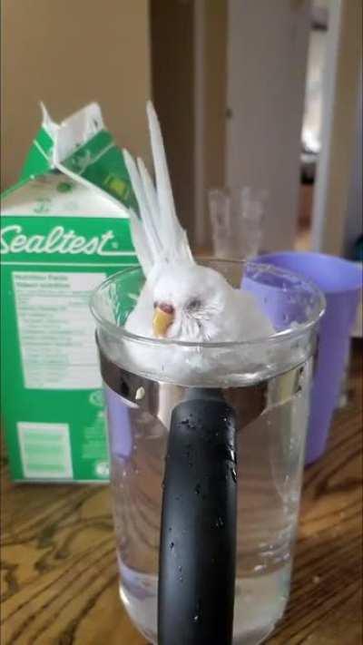 Help my duck is broken!! (Slow mo version)