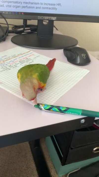 No Study Only Party Episode 2: the battle of the pens