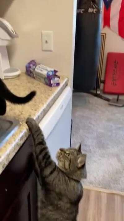 Dutch’s first toaster experience, featuring Marston trying to warn him