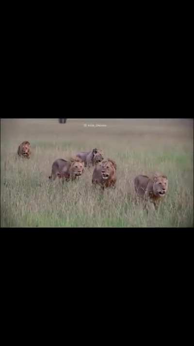 5-5 BlackRock boys 💔🦁👑