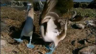 Though they may look clumsy and comical on land, Blue-footed Boobies are excellent in flying and swimming. The name booby comes from the Spanish word 