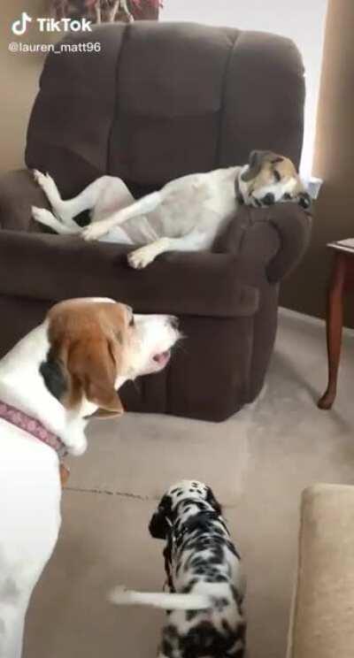 Older dog is not amused