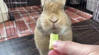 While he’s eating, I don't know why, he suddenly pauses with a blank stare on his face🐰 WTF?😂 (It seems he is reacting to the sounds around him)