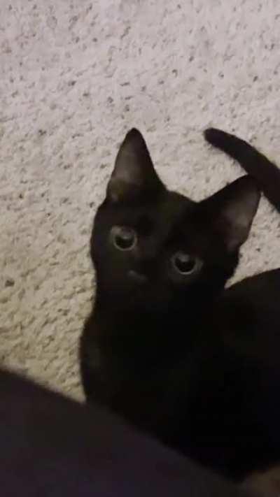 I was told my fruitbat would be fitting here! So here’s the boi, he attac.