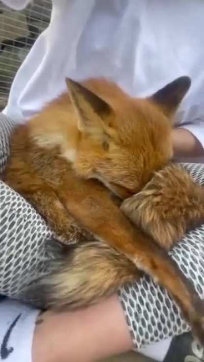 “Soft and warm Foxy” 🦊😘🤗