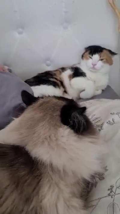 Another day in the life of Chloe and milo